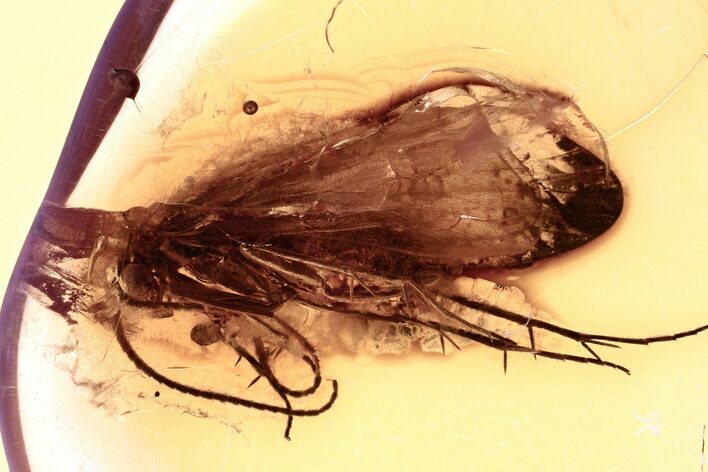 Detailed Fossil Caddisfly (Trichoptera) In Baltic Amber #330661